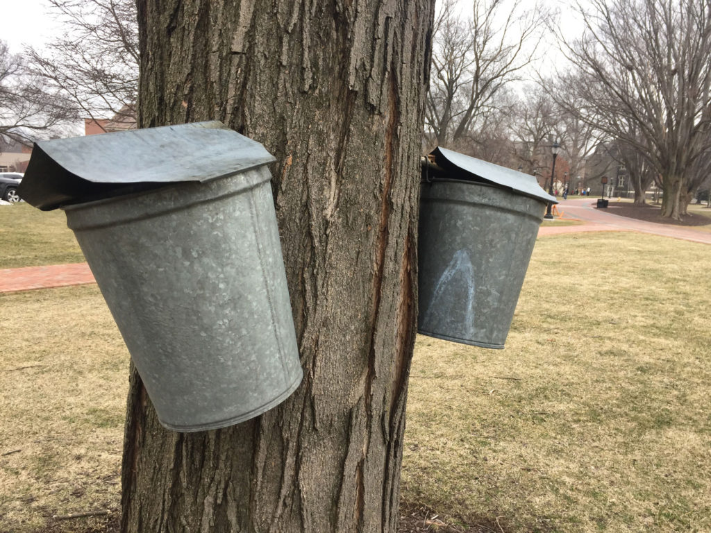 Two steel buckets hang from a maple tree.