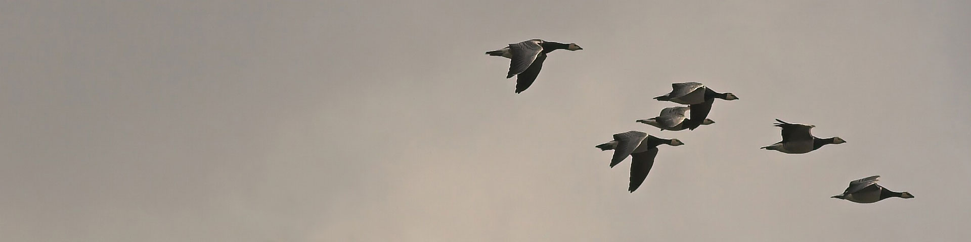 Geese inflight against a grey sky.