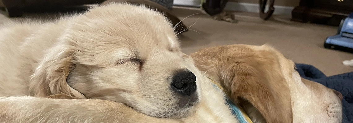 A Golden Retriever puppy sleeps with his head on a yellow Labrador Retriever